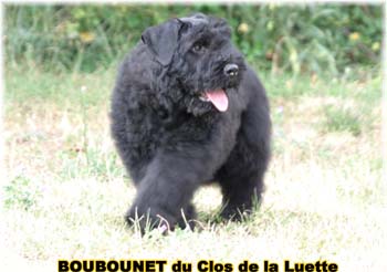 bouvier des flandres photo chiot - Elevage Clos Luette - COPYRIGHT DEPOSE
